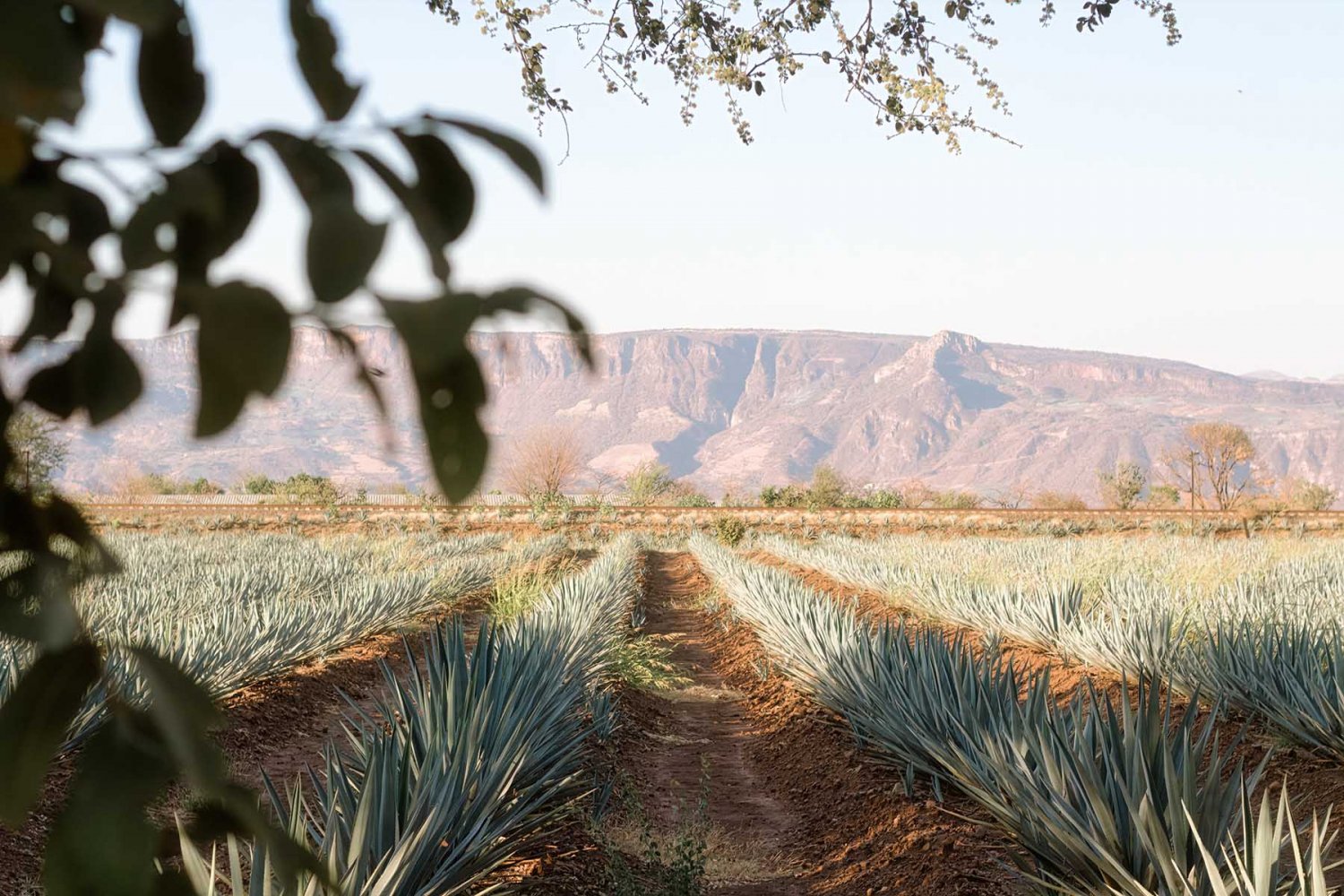 campos-de-agave_Xz4